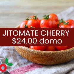 Jitomate cherry (domo)