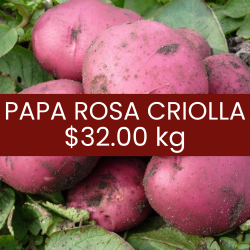 Papa rosa criolla