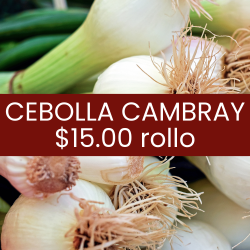 Cebolla cambray