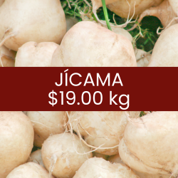 Jícama
