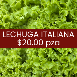Lechuga italiana (pieza)