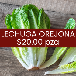 Lechuga orejona (pieza)