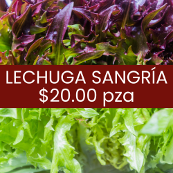 Lechuga sangría (pieza)