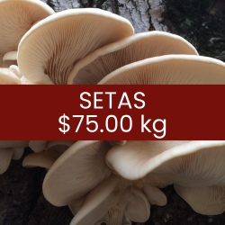 Setas