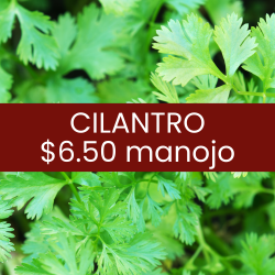Cilantro (pieza)
